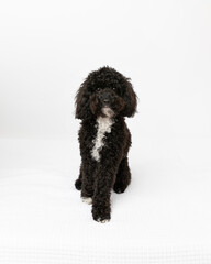 black dog standing in studio with white background