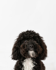 black dog in studio with white background