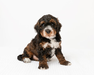 australian labradoodle puppy in studio with white background