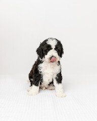 Fototapeta premium australian labradoodle puppy in studio with white background
