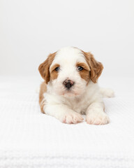 australian labradoodle puppy in studio with white background
