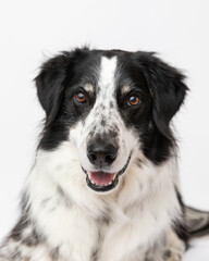 border collie australian shepherd mix in studio with white backg