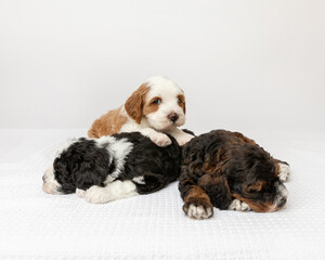 three australian labradoodle puppies in studio with white backgr