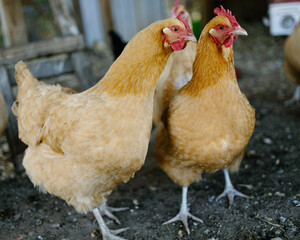 Two hens curiously looking around