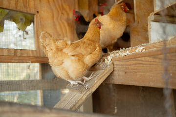 Hens climbing a ladder to their nests