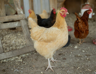 A hen walking through a group of multicolored hens