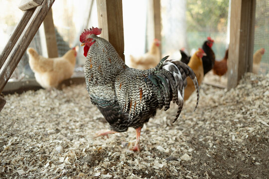 Large black and white rooster walking through the pen - Powered by Adobe