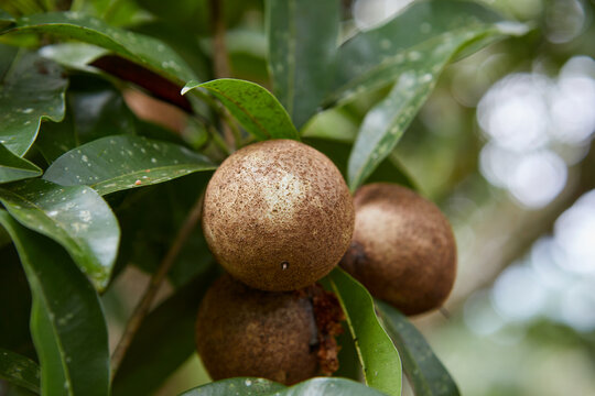 Close-up view of unripe Sapodilla or Ciku fruit on branch
