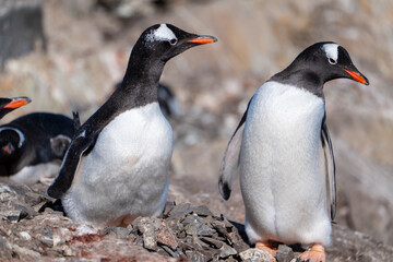 Gentoo penguins in Antarctica. Wild nature