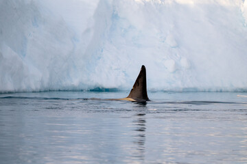 Fototapeta premium Orca's back in the ocean. Killer whale in the wild nature. Antar