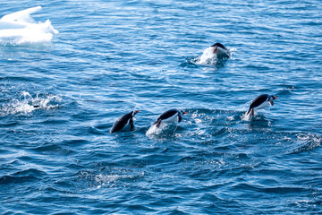 Obraz premium Gentoo penguins (Pygoscelis papua) are hunting in the Southern O