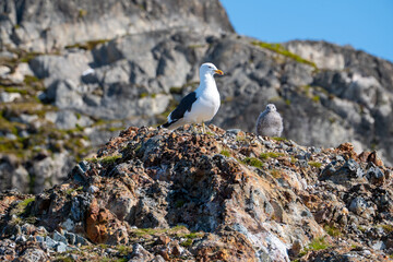 Kelp gull (Larus dominicanus) with chick. Antarctica. Wild natur