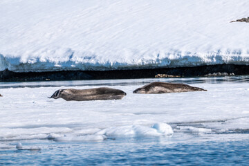 Obraz premium Weddell seal (Leptonychotes weddellii) in Antarctica. South Pole