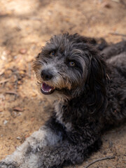 Happy black and white dog lying on ground, looking up