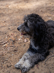 Curly-haired black and white dog resting on ground