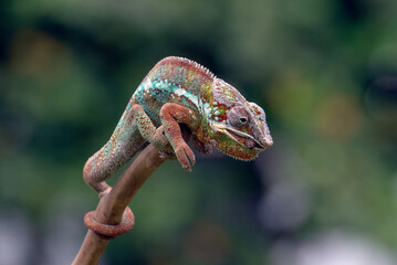 Panther chameleon trying to catch prey