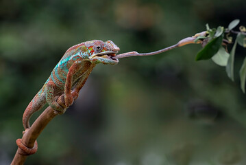Panther chameleon trying to catch prey