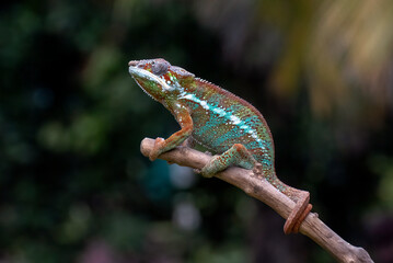 Panther chameleon trying to catch prey