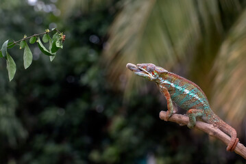 Panther chameleon trying to catch prey