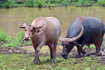 Obraz premium Water buffalo swimming in the river