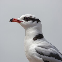 A little gull in side profile, looking out thoughtfully, against a white backdrop.