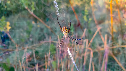 yellow garden spider on a web in the early morning.