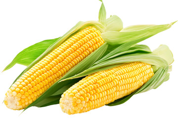 Fresh Corn Cobs vegetables with green leaves. Harvest of corn Vegetables. Organic natural food Isolated on white background