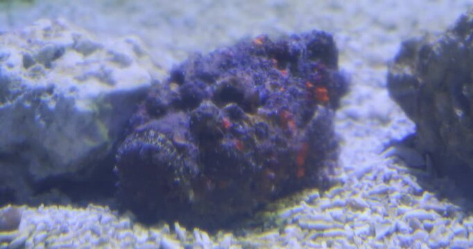 The dangerous stonefish (Synanceia verrucosa) camouflaging on seabed