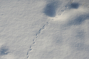 Small field mouse footprints cross the snow surface