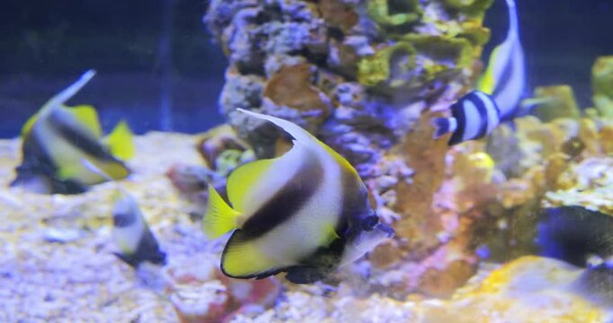 Pennant coralfish (Heniochus acuminatus) swims in the reef