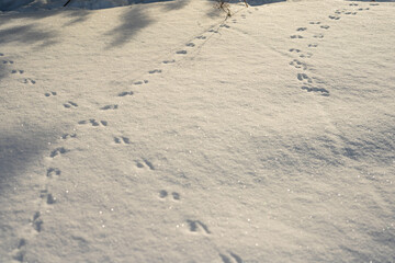 The footprints of a field mouse form a natural pattern in the snow