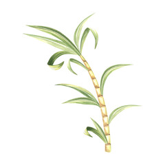 Fototapeta premium Sugar cane stalk with leaves. Bamboo. Hand drawn watercolor illustration isolate. Fresh sweet ripe stem for sugar production. Ingredient for rum, alcoholic drink. Clipart for food industry, packaging.