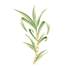 Sugar cane stalk with leaves. Bamboo. Hand drawn watercolor illustration isolate. Fresh sweet ripe stem for sugar production. Ingredient for rum, alcoholic drink. Clipart for food industry, packaging.