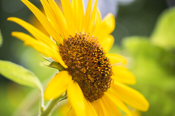 Obraz premium sunflower