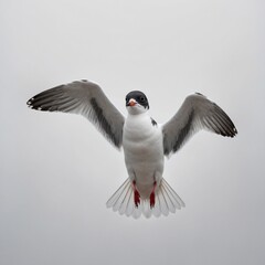 A little gull captured with a wide wingspan, facing directly forward, white backdrop.