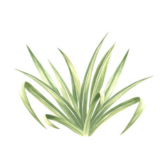 Bush of green grass. Sugar cane leaves banch. Hand drawn watercolor illustration isolate. Summer fresh greenery plant. Meadow herb, tropical vegetation. Botanical clipart for card, textile, packaging.
