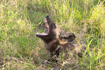 Lycaon, Lycaon pictus, Afrique du Sud