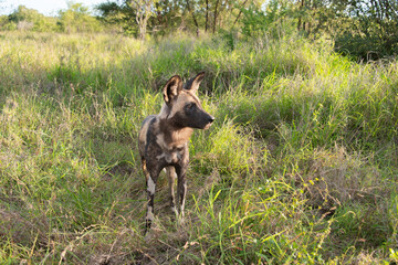 Lycaon, Lycaon pictus, Afrique du Sud