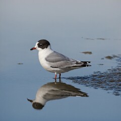 A little gull with its reflection subtly visible, giving depth to the white surface.