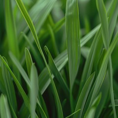 Fototapeta premium Close-up of Green Grass Highlighting Intricate Blade Details in Natural Light