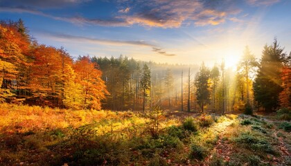 Fototapeta premium Beautiful autumn forest landscape with colorful foliage and warm morning sunlight