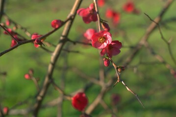 Blooming quince in spring in a fruit garden