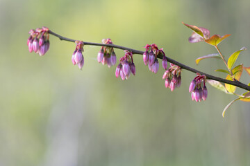 blueberries in bloom. Very elegant floral photo with space for copying.