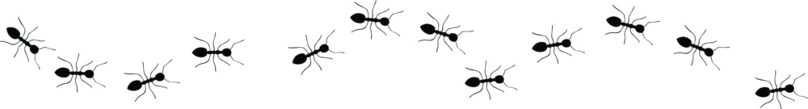 Ants trail lines of working ants on white background Groups of insect marching or walking