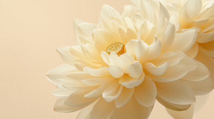 A pale yellow lotus flower in full bloom, petals gently curving outward, with soft sunlight casting a warm glow