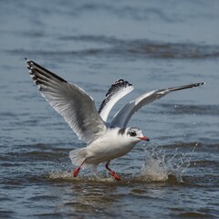 seagull on the beach