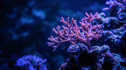 Light Coral Reef Surrounded by Dark Blue Underwater Landscape