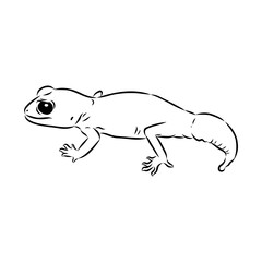 gecko outline illustration on background, Australian