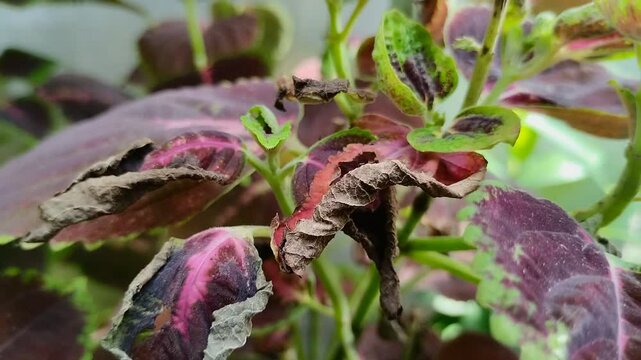 leaf blight disease in coleus plants. This disease is caused by a water fungus infection known as Phytophthora colocasiae.