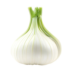 Fresh fennel bulb Isolated on white background